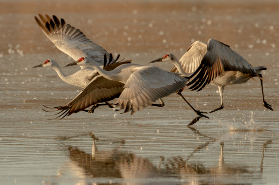 Bosque del Apache Wildlife Refuge