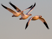 Bosque del Apache Wildlife Refuge 