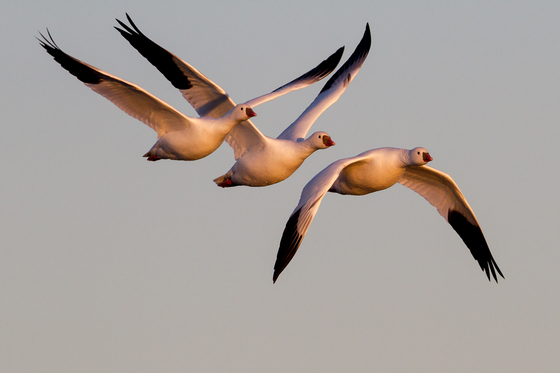 Bosque del Apache Wildlife Refuge 