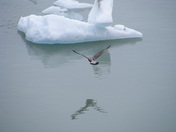 Tongass National Forest