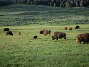 Yellowstone National Park