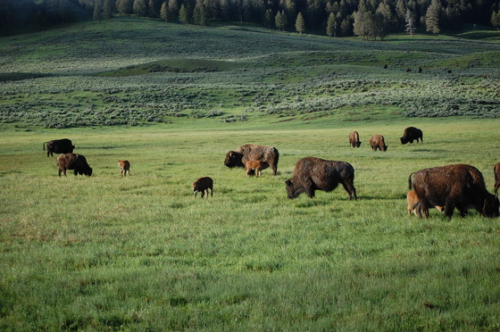 Yellowstone National Park