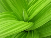 Rattlesnake Recreation Area