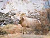 Rocky Mountain National Park