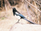 Rocky Mountain National Park
