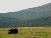 Wichita Mountains Wildlife Refuge