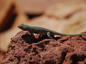 Capitol Reef National Park