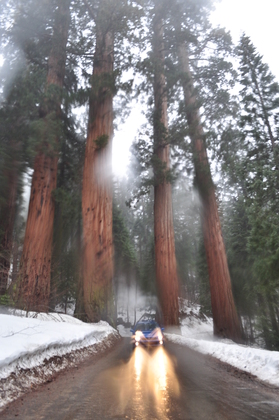Sequoia
