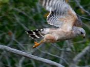 Ding Darling Wildlife Refuge