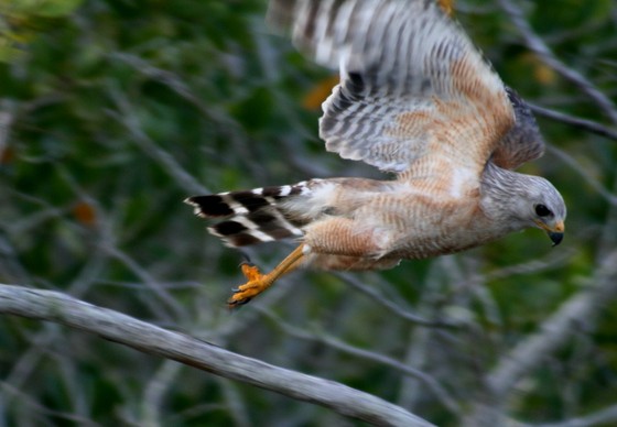 Ding Darling Wildlife Refuge