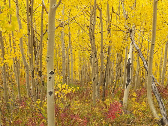 Grand Mesa