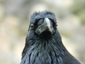 Hetch Hetchy Resviour, Yosemite National Park