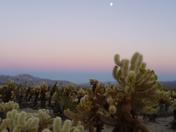 Joshua Tree National Park