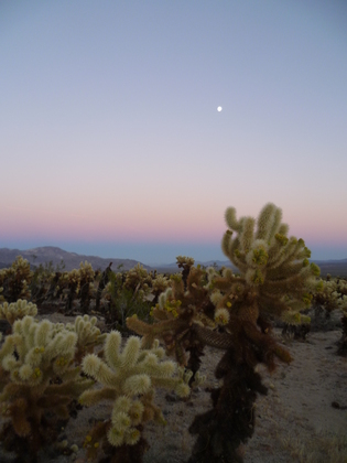 Joshua Tree National Park