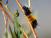 White River Natioal Forest / Flat Tops Wilderness Area / Trappers Lake 