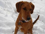 Gallatin National Forest