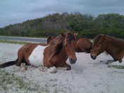 Asseteague National Seashore