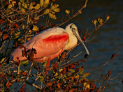 Merritt Island National Wildlife Refuge