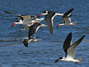 Merritt Island National Wildlife Refuge