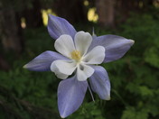Grand Mesa National Forest, Colorado