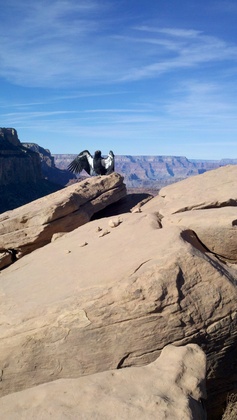 grand canyon