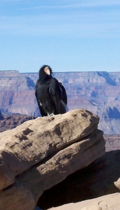 grand canyon