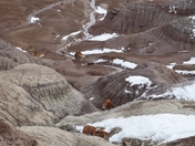 Petrified Forest  National Park