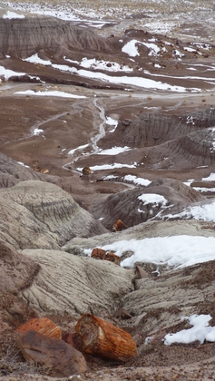 Petrified Forest  National Park