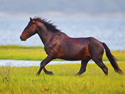 Assateague Island National Seashore
