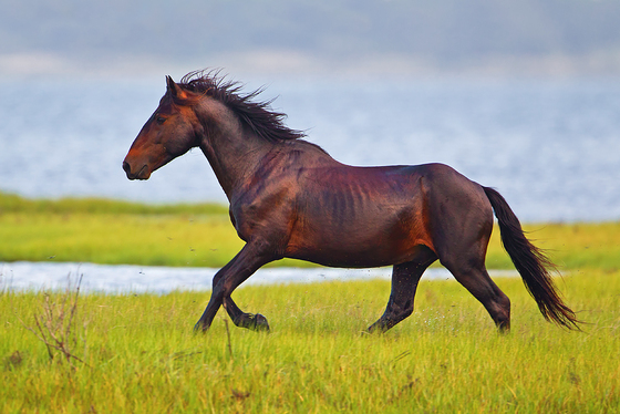 Assateague Island National Seashore