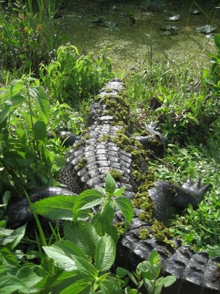 Everglades