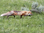 Yellowstone National Park