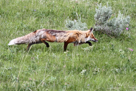 Yellowstone National Park