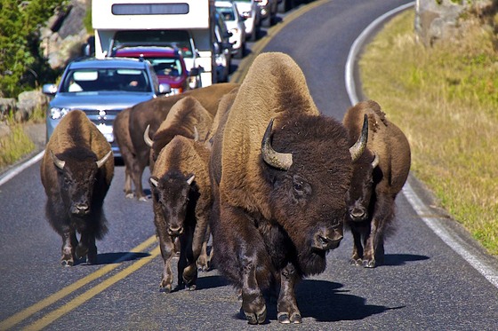 Yellowstone N.P.