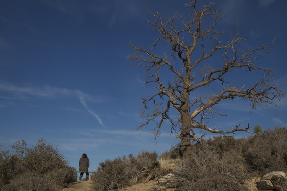 Joshua Tree