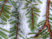 Winter Branches