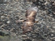 Denali National Park