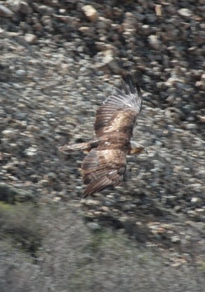 Denali National Park