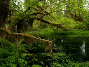Olympic National Park, Washington