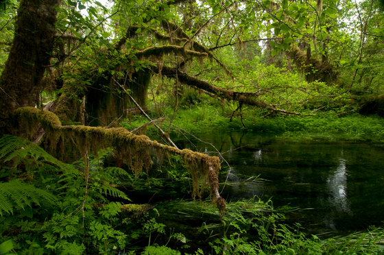 Olympic National Park, Washington