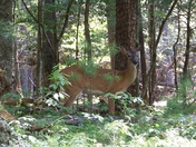 Smokey Mountains National Park