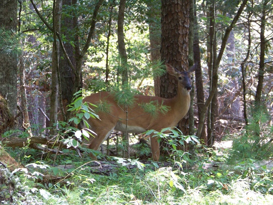 Smokey Mountains National Park