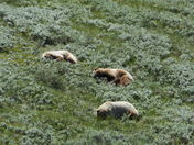 denali National Park