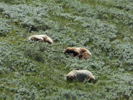 denali National Park