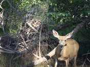 Lassen Volcanic National Park