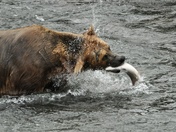 Katmai National Park