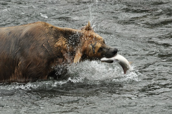 Katmai National Park