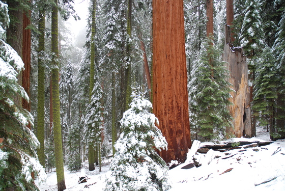 Sequoia National Park