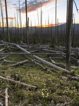 Yellowstone National Park