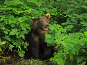 U.S. Forest Service, Tongass National Forest